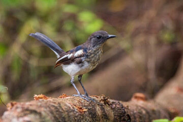 Fototapeta premium beautiful oriental-magpie robin in nature