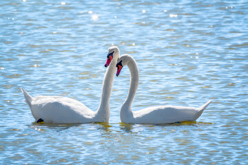 Mating games of a pair of white swans. Swans swimming on the water in nature. Valentine's Day background