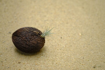Young plant is growing in dry cerbera oddloam's seed on sand beach, Pong pong seed or Othalanga