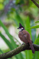 The red-whiskered bulbul (Pycnonotus jocosus), or crested bulbul
