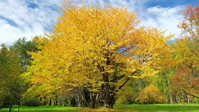 Video of a bird-cherry tree with yellow leaves in a botanical garden in the autumn season