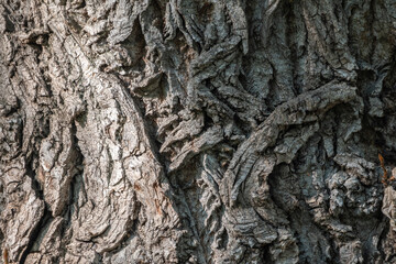 Texture of the bark of old maple tree
