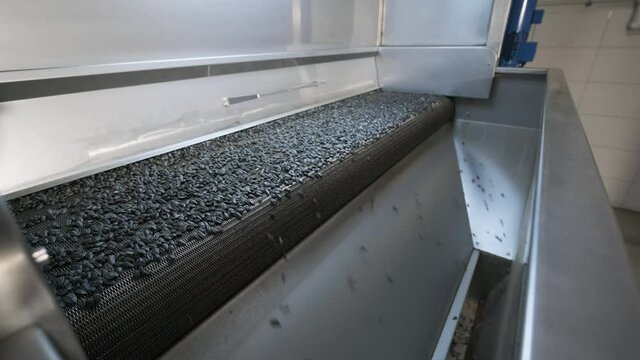 Many seeds. Sunflower seeds baking machine. Moving fried sunflower seeds come out of the machine. Food production