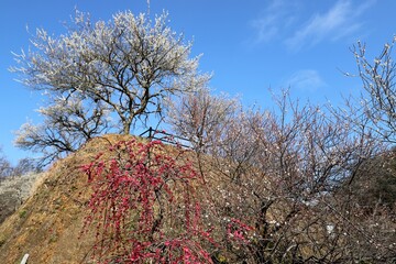 奈良県　月ヶ瀬梅林
