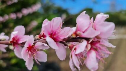 pink magnolia flowers on a tree