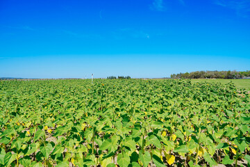 A modern you pick sunflower farm	