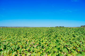 A modern blue berry farm 