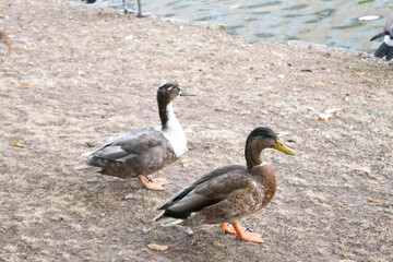 duck and ducklings