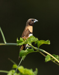 Chestnut-breasted Mannikin.