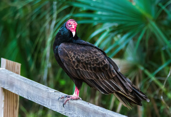 Turkey vulture in florida state park.