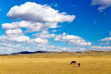 Obraz premium pasture grassland of inner mongolia with cloudy sky