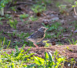 A fieldfare chick, Turdus pilaris, has left the nest and sitting on the spring lawn. A fieldfare...