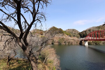 Fototapeta premium 奈良県 月ヶ瀬梅林 
