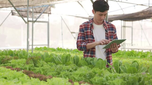 Smart farm and farm technology concept.Smart young asian farmer  using tablet to check quality and quantity of organic hydroponic vegetable garden at greenhouse .