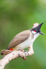 The red-whiskered bulbul (Pycnonotus jocosus), or crested bulbul