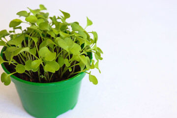 home-grown young arugula