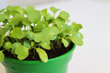 home-grown young arugula