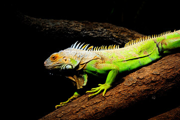 lizard