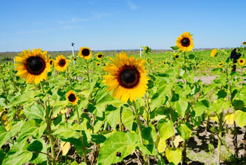 A modern you pick sunflower farm	