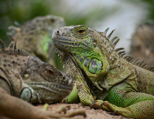 Iguana Mexicana del caribe mexicano