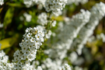 雪柳(ユキヤナギ)の花