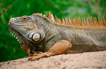Iguana Mexicana del caribe mexicano