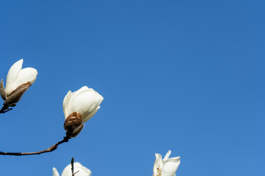 青空に映える白木蓮(ハクモクレン)の花