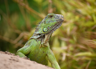 Iguana Mexicana del caribe mexicano