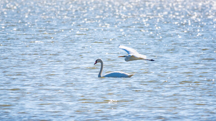 The flight of the little egret over the lake with white swan