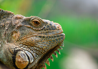 Iguana Mexicana del caribe mexicano