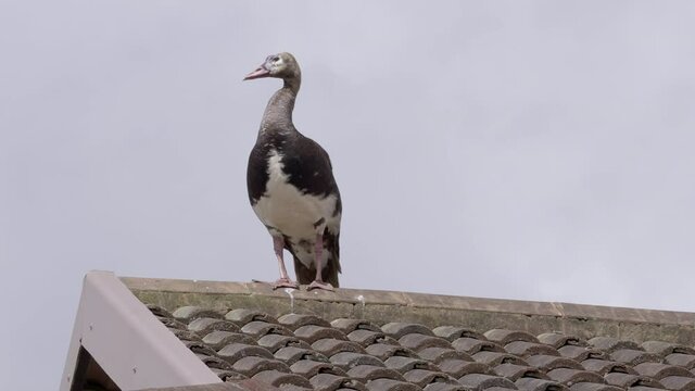 Spur winged goose perched on roof of house, scratches itself and poos.