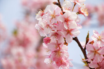 cherry blossom