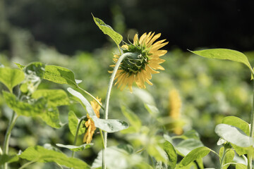 向日葵のうしろ姿