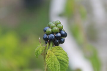 wild strawberry plant