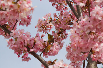 pink cherry blossom
