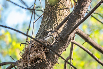 Chicks of Thrush fieldfare, Turdus pilaris, in a nest