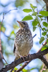 A fieldfare chick, Turdus pilaris, has left the nest and is sitting on a branch. A chick of...