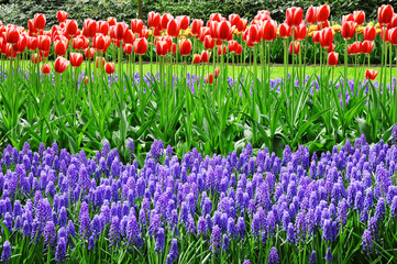 tulip flower in sunlight