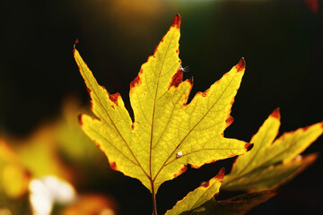 Maple leaf