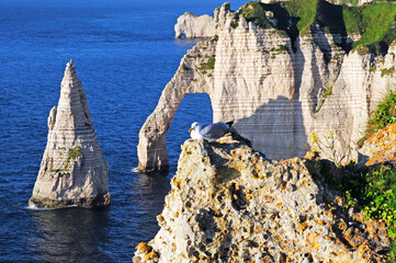 seagull rest on the cliff of Elephant Trunk Hill 