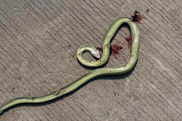 Fototapeta premium Dead Green Snake 