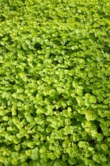 fresh green centella asiatica plants in nature garden