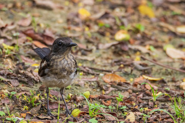 beautiful oriental-magpie robin in nature