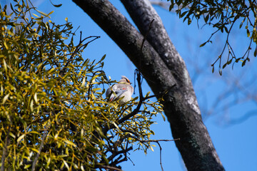 Japanese waxwing in a park of Maebashi