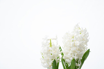 White fresh hyacinth flowers on bright background with copy space