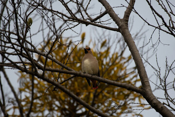 Japanese waxwing in a park of Maebashi
