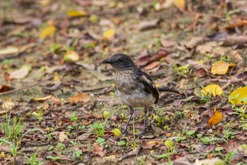 beautiful oriental-magpie robin in nature