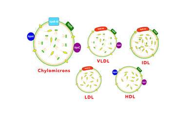 Lipoproteins [HDL, LDL, Chylomicrons, VLDL, IDL]