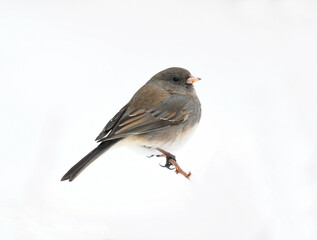 black eyed junco standing on snow covered tree branch