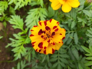 The French marigold flower. Tagetes in the garden. Tagetes garden flowers. Tagetes  magic flowers. Blooming vibrant yellow and orange French marigold (Tagetes patula) in the garden.  French marigold .